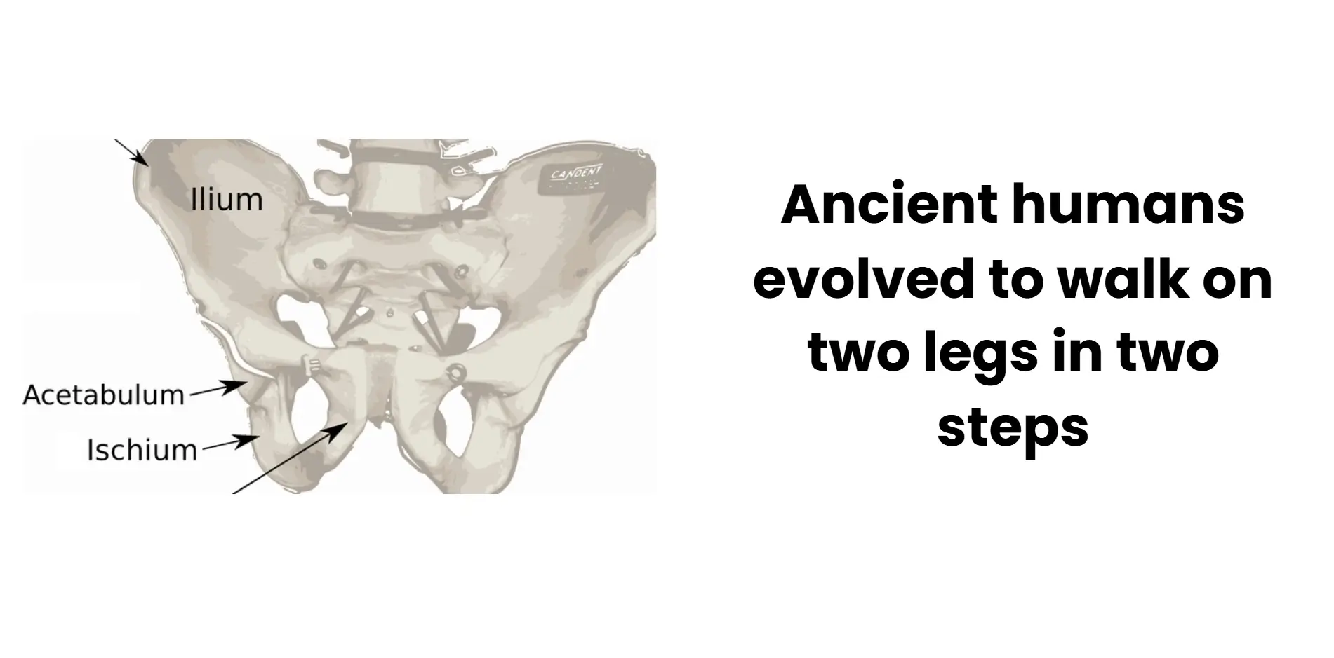 ancient humans evolved to walk