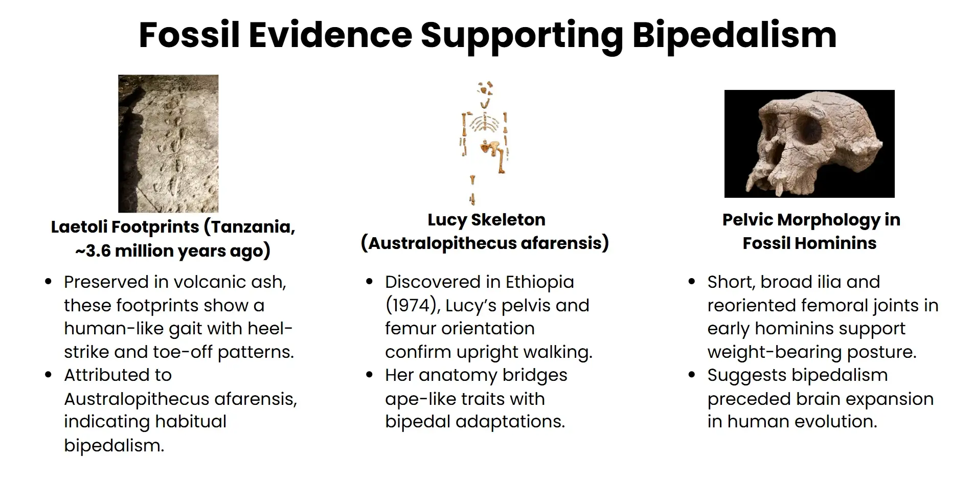 fossil-evidence-supporting