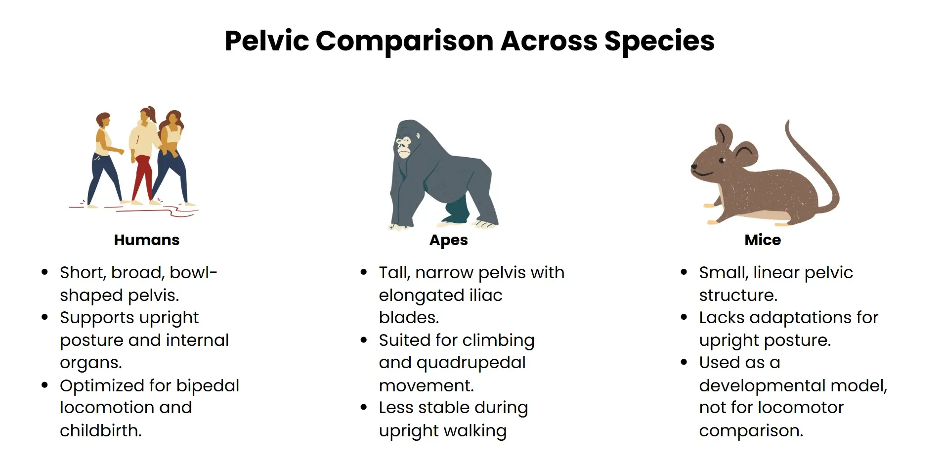 pelvic comparison across