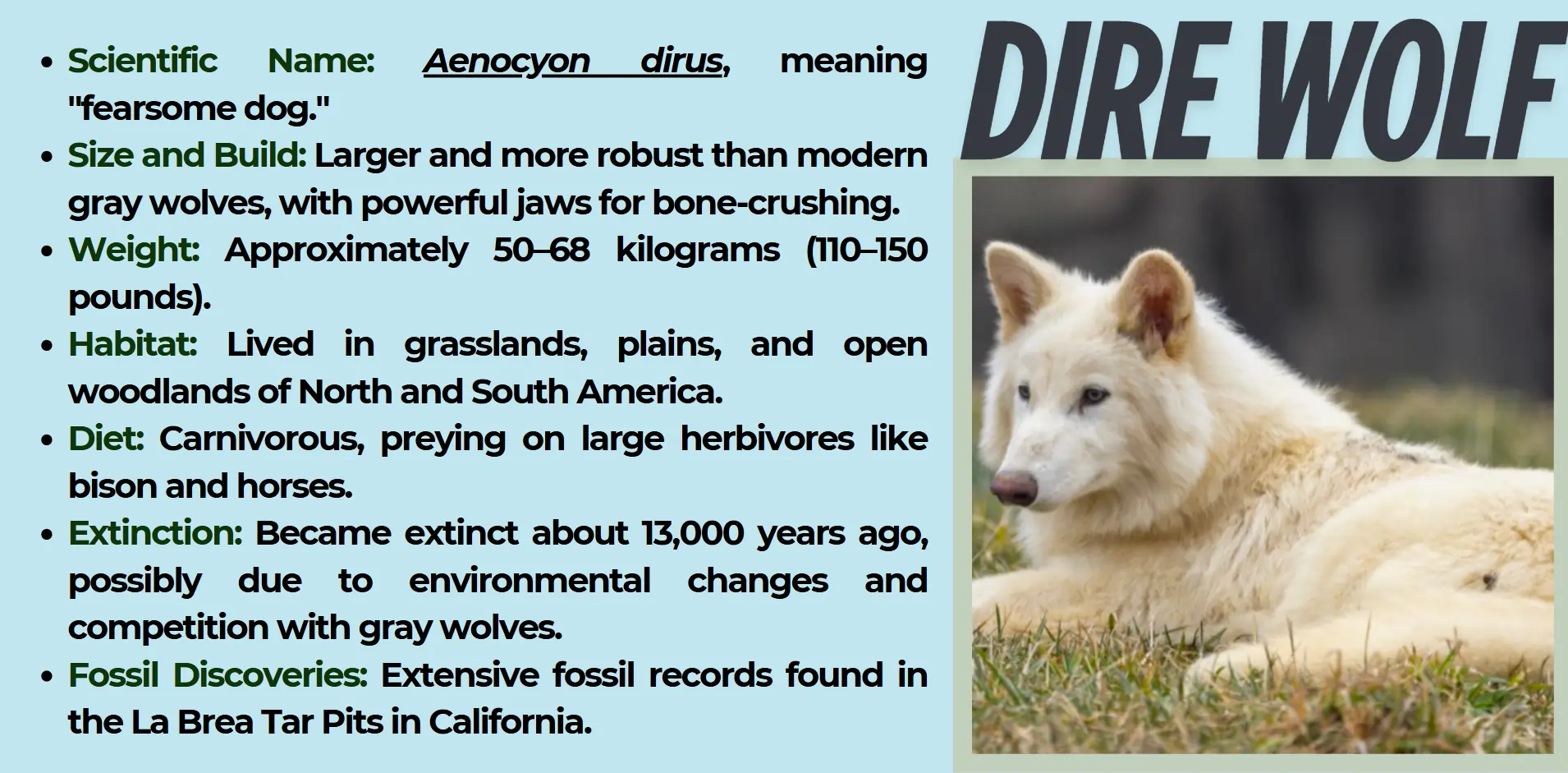 dire-wolf
