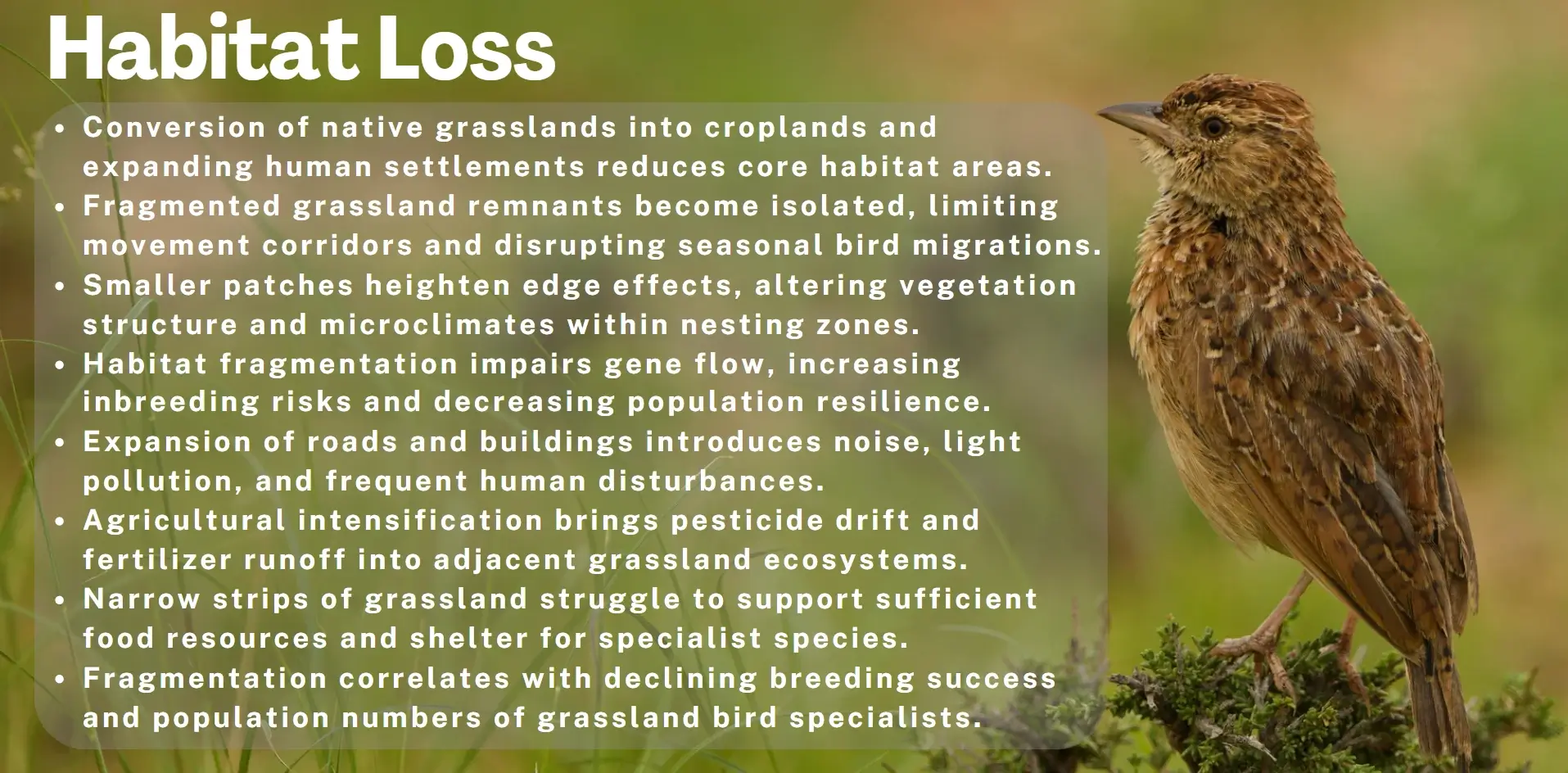 habitat loss