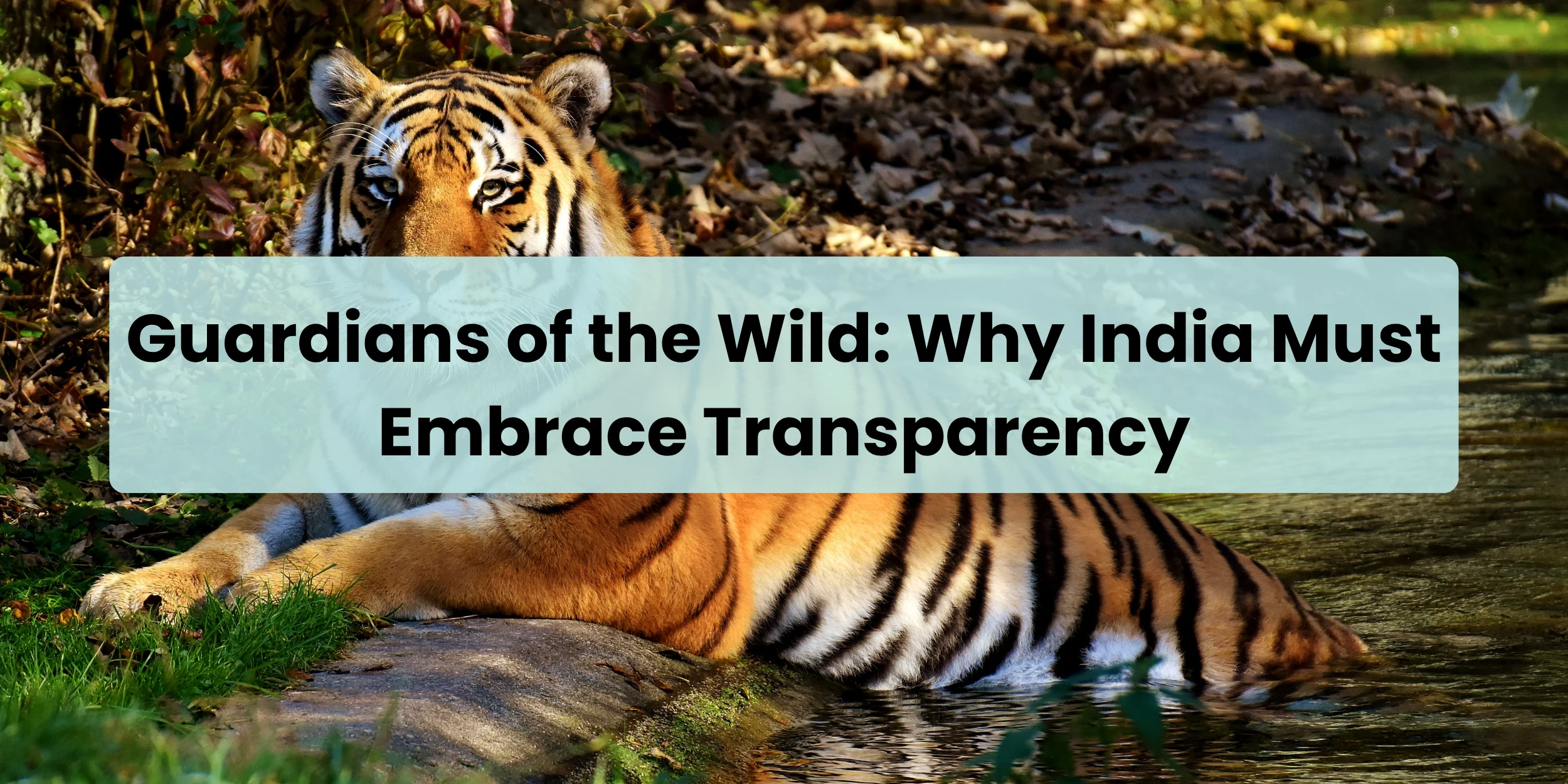 embrace-transparency