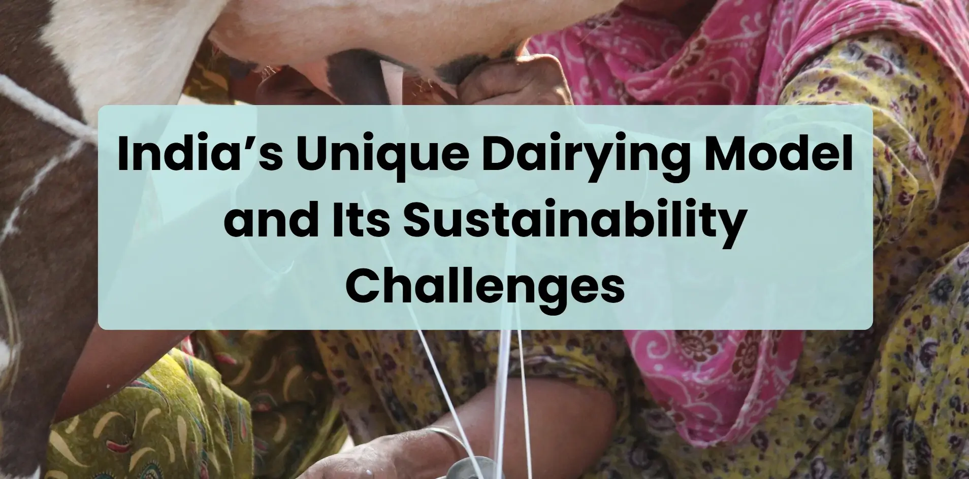 india unique dairying model