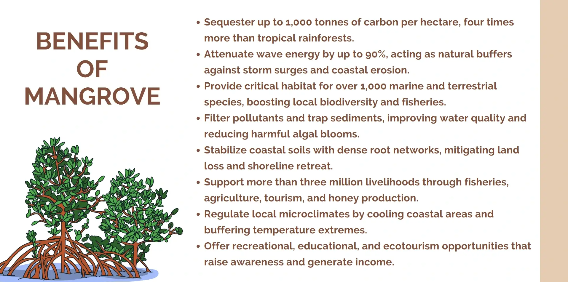 benefits of mangrove