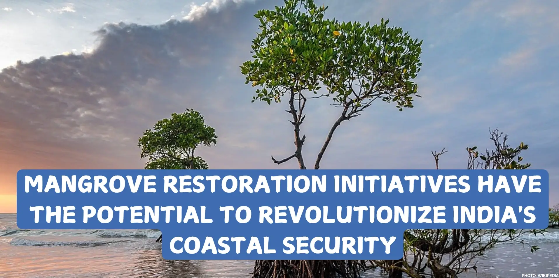 mangrove restoration