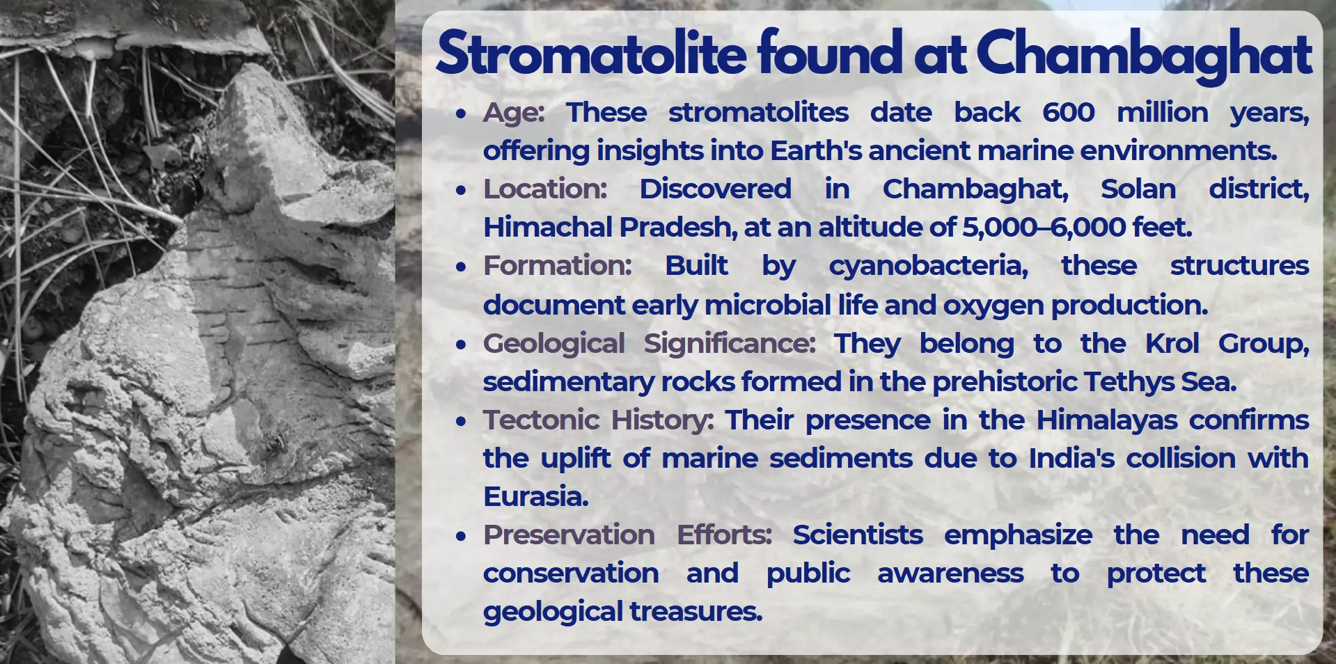 stromato-found-at-chambaghat