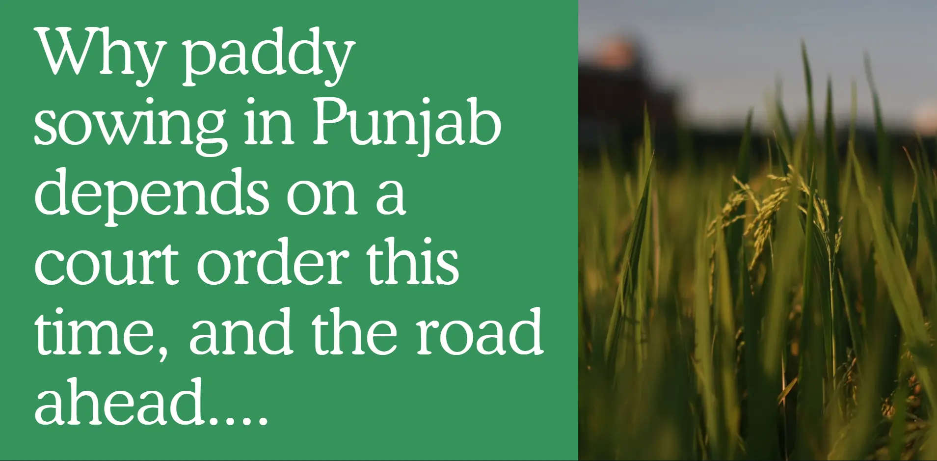 paddy-sowing-in-punjab