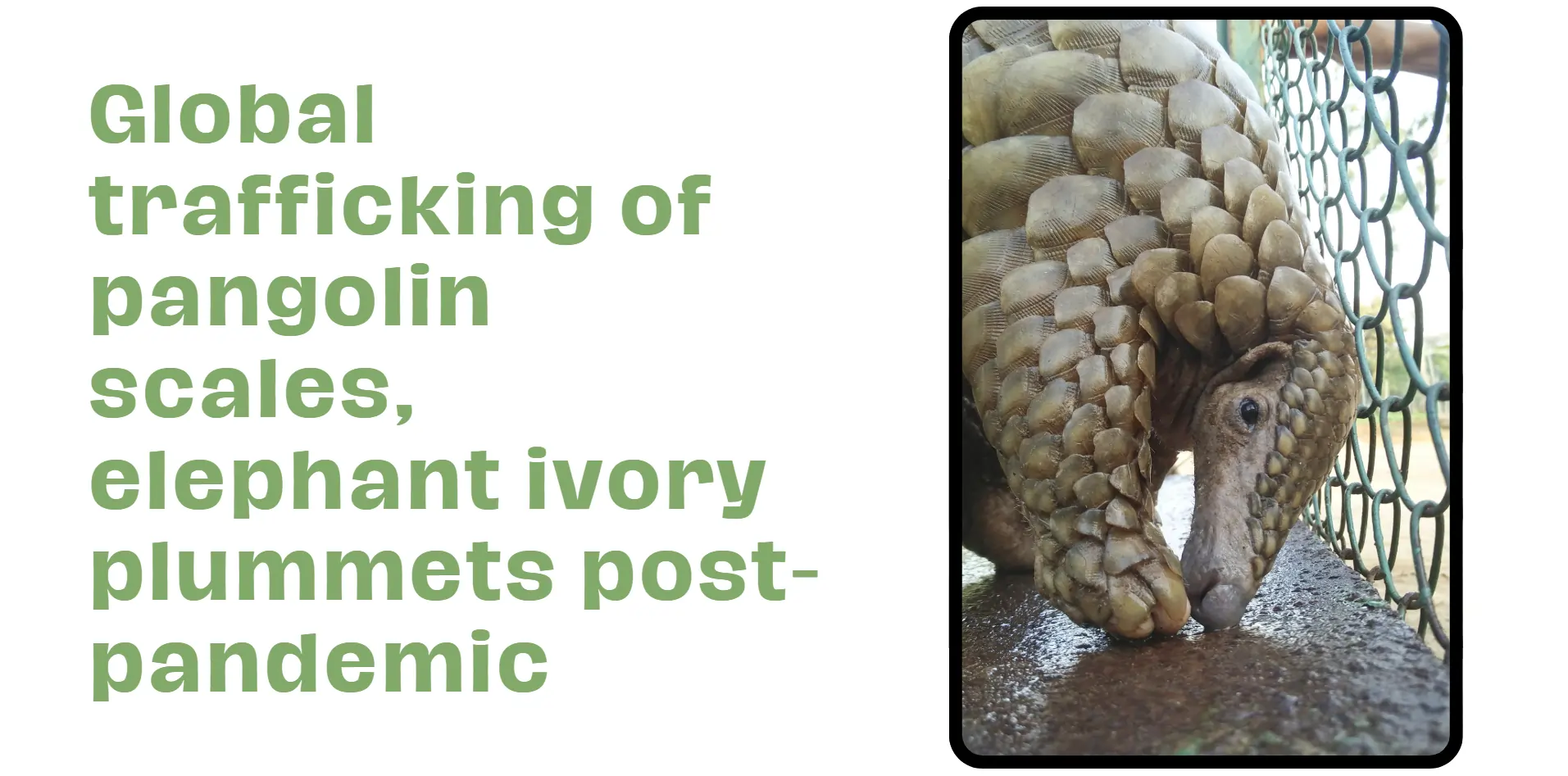 global-trafficking-of-pangolin-scale