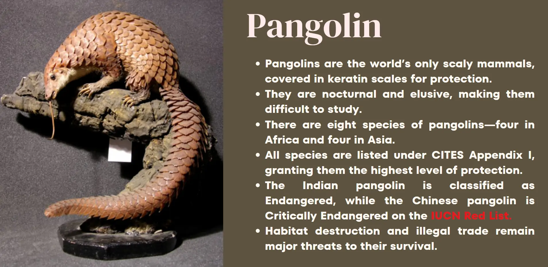 pangolin