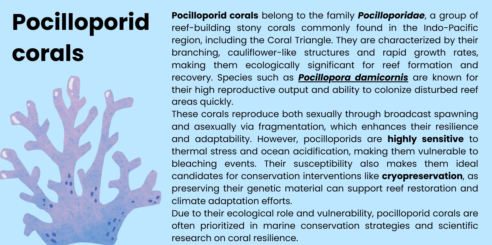 pocilloporid-corals