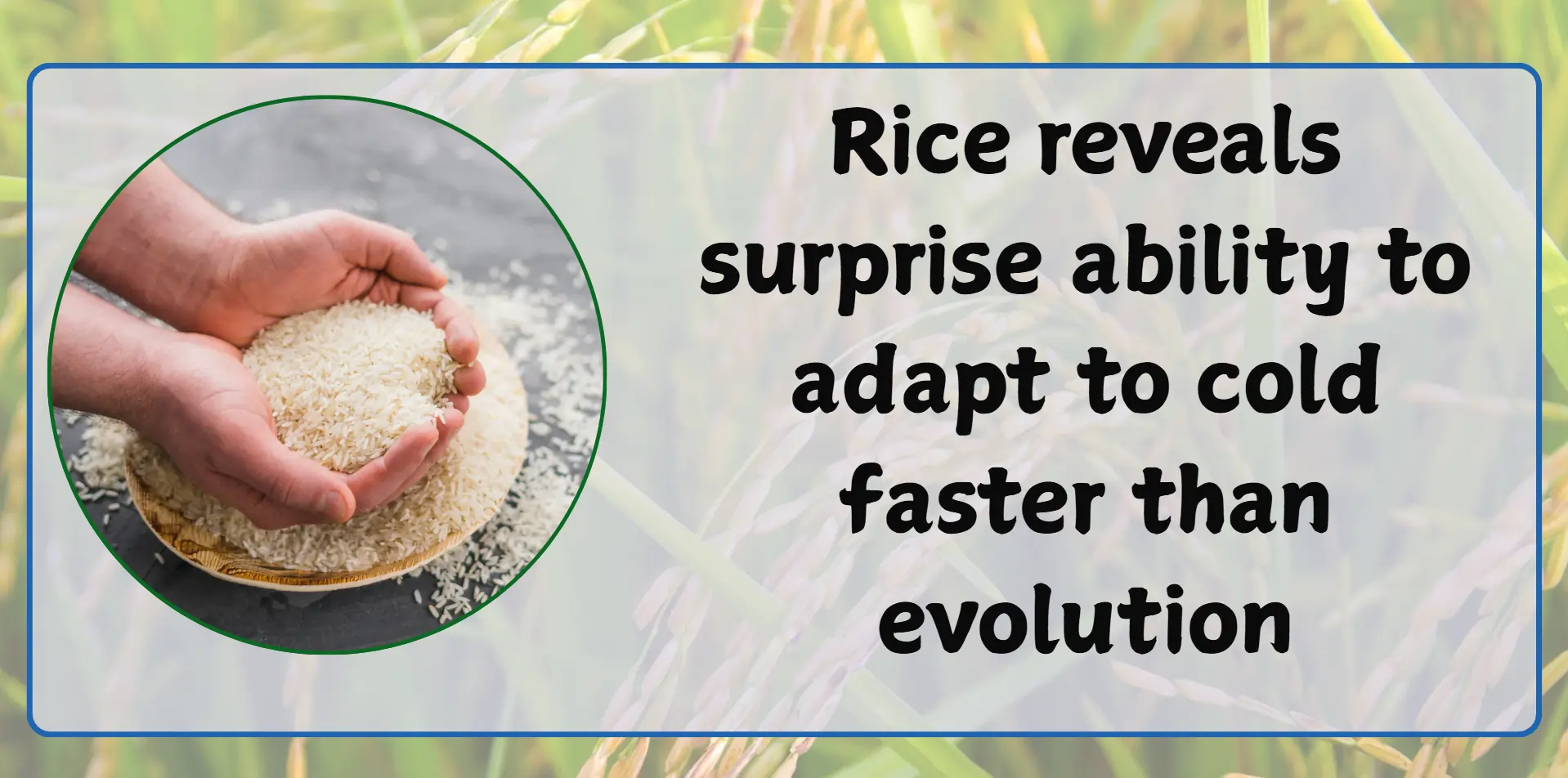 rice-reveles-surprise