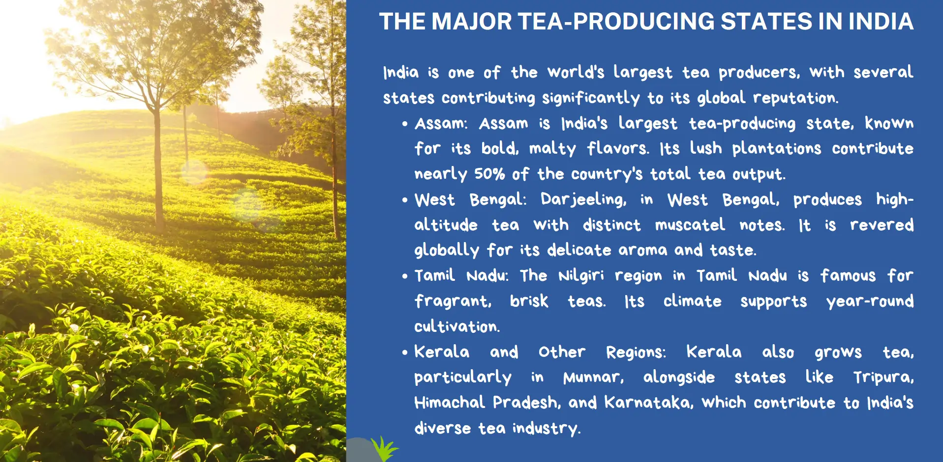 tea-producing-in-india