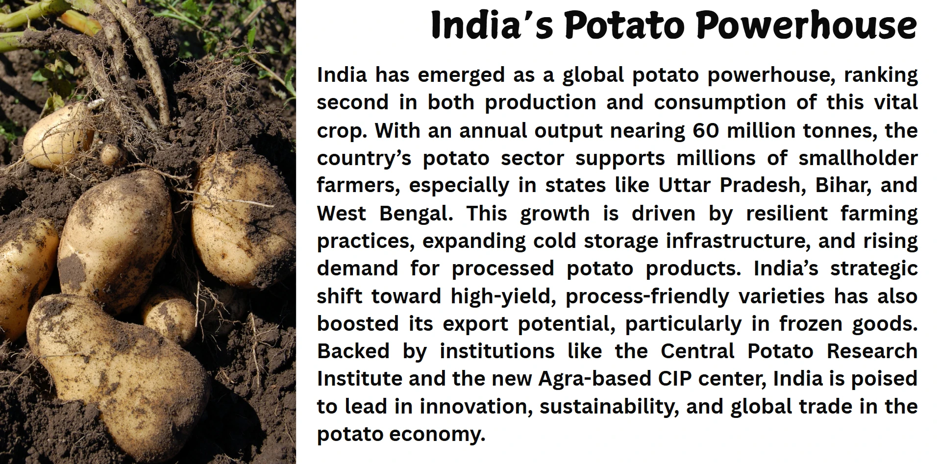 indis potato power house