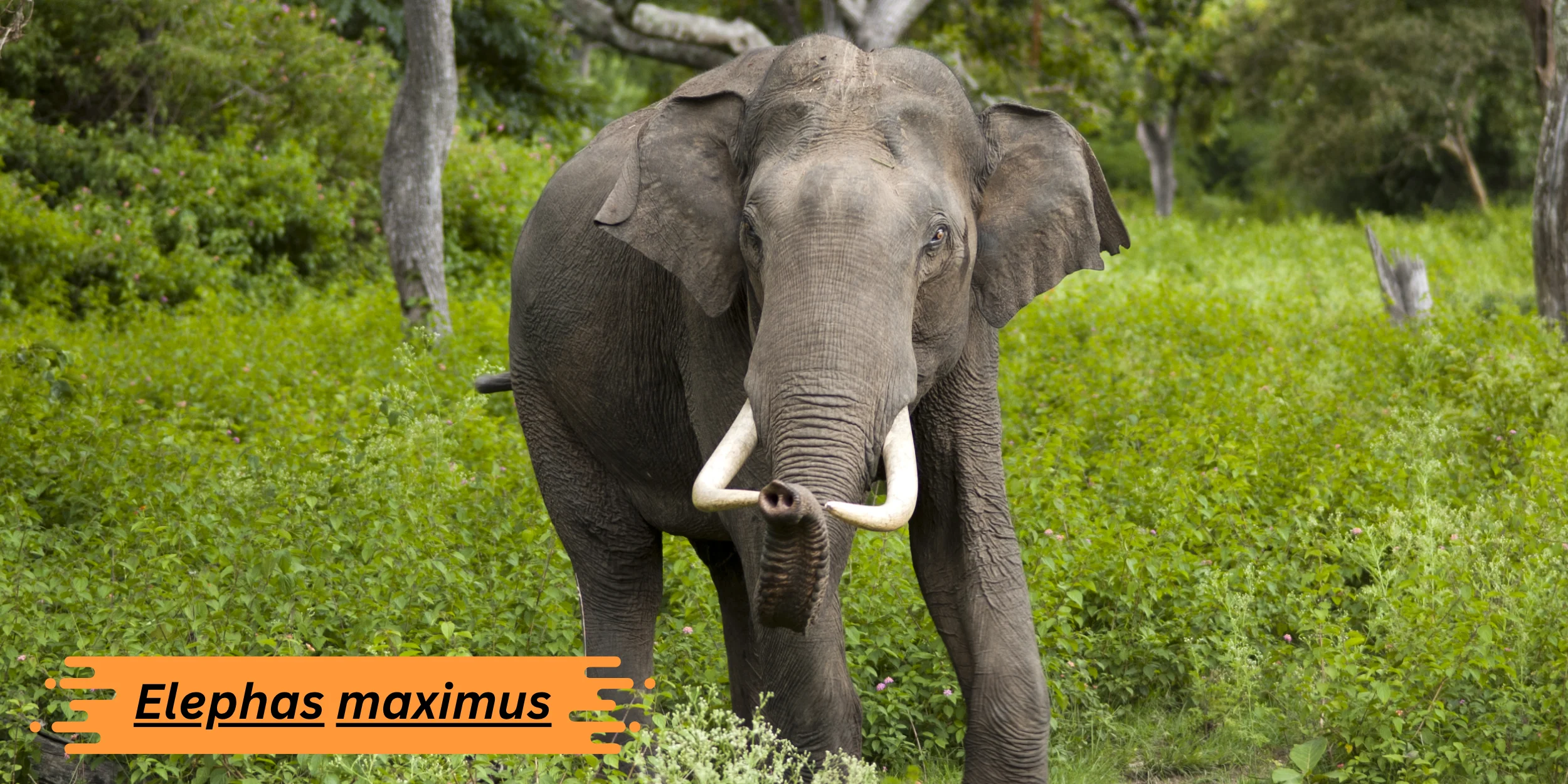 elephas-maximus