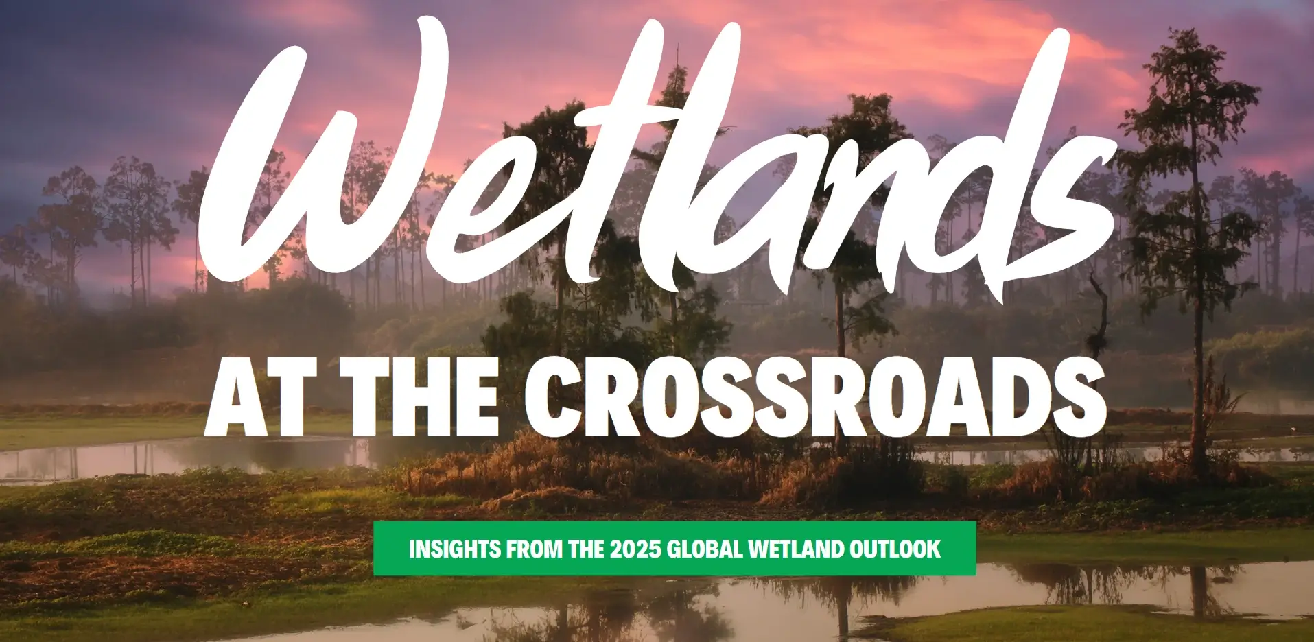 wetlands