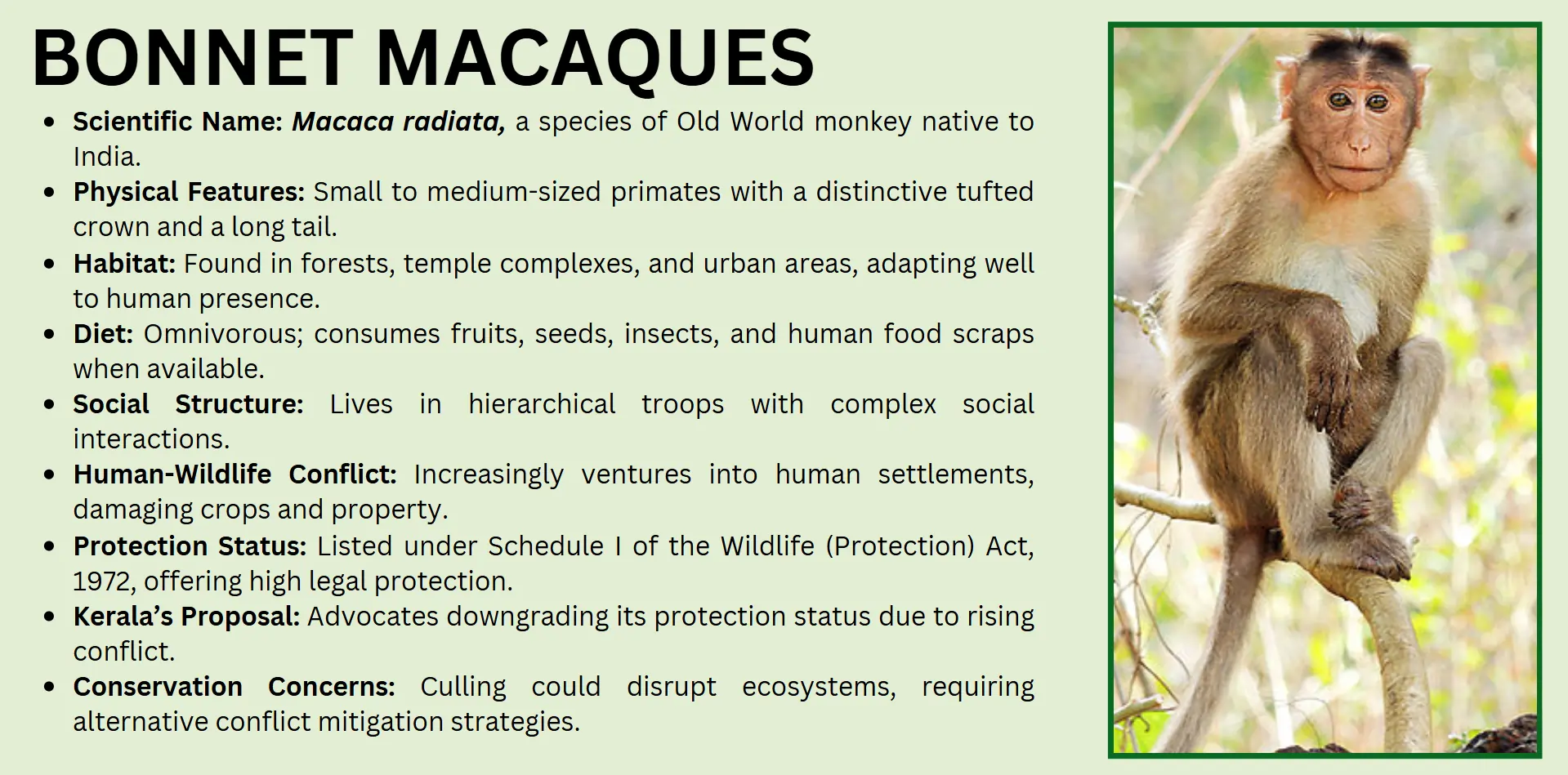 bonnet-macaques